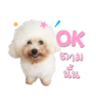 Pungkang and Dolla Happy Dogs（個別スタンプ：2）