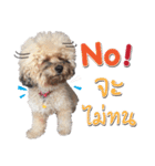 Pungkang and Dolla Happy Dogs（個別スタンプ：3）