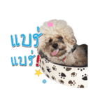 Pungkang and Dolla Happy Dogs（個別スタンプ：8）