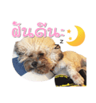 Pungkang and Dolla Happy Dogs（個別スタンプ：10）