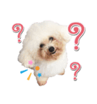 Pungkang and Dolla Happy Dogs（個別スタンプ：11）