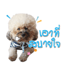 Pungkang and Dolla Happy Dogs（個別スタンプ：12）