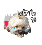 Pungkang and Dolla Happy Dogs（個別スタンプ：16）