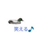 野鳥（個別スタンプ：1）