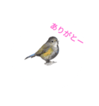 野鳥（個別スタンプ：8）