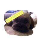 夜の世界で生きる犬、ヴーヴの日常。（個別スタンプ：1）