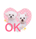 チワマル プッチ＆ポメマル リリィ MIX犬（個別スタンプ：1）