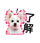 チワマル プッチ＆ポメマル リリィ MIX犬（個別スタンプ：2）