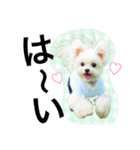 チワマル プッチ＆ポメマル リリィ MIX犬（個別スタンプ：5）