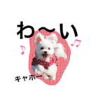 チワマル プッチ＆ポメマル リリィ MIX犬（個別スタンプ：6）