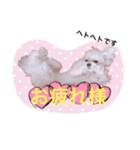 チワマル プッチ＆ポメマル リリィ MIX犬（個別スタンプ：7）