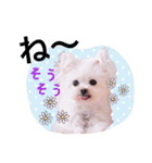 チワマル プッチ＆ポメマル リリィ MIX犬（個別スタンプ：8）