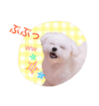 チワマル プッチ＆ポメマル リリィ MIX犬（個別スタンプ：10）