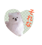 チワマル プッチ＆ポメマル リリィ MIX犬（個別スタンプ：11）