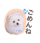 チワマル プッチ＆ポメマル リリィ MIX犬（個別スタンプ：12）