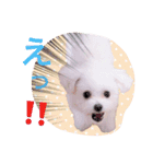 チワマル プッチ＆ポメマル リリィ MIX犬（個別スタンプ：14）