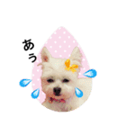 チワマル プッチ＆ポメマル リリィ MIX犬（個別スタンプ：15）