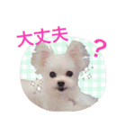 チワマル プッチ＆ポメマル リリィ MIX犬（個別スタンプ：17）