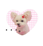 チワマル プッチ＆ポメマル リリィ MIX犬（個別スタンプ：18）