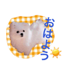 チワマル プッチ＆ポメマル リリィ MIX犬（個別スタンプ：19）