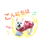 チワマル プッチ＆ポメマル リリィ MIX犬（個別スタンプ：20）