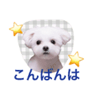 チワマル プッチ＆ポメマル リリィ MIX犬（個別スタンプ：21）