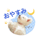 チワマル プッチ＆ポメマル リリィ MIX犬（個別スタンプ：22）