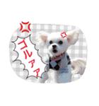 チワマル プッチ＆ポメマル リリィ MIX犬（個別スタンプ：23）