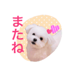 チワマル プッチ＆ポメマル リリィ MIX犬（個別スタンプ：24）