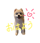 ポメラニアン ソラ（個別スタンプ：1）