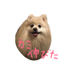 ポメラニアン ソラ（個別スタンプ：3）