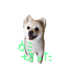 ポメラニアン ソラ（個別スタンプ：4）