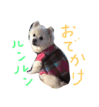 ポメラニアン ソラ（個別スタンプ：9）