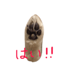 ポメラニアン ソラ（個別スタンプ：10）