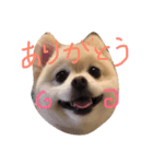 ポメラニアン ソラ（個別スタンプ：12）