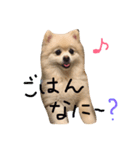 ポメラニアン ソラ（個別スタンプ：13）