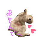 ポメラニアン ソラ（個別スタンプ：16）