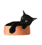 ねこた〜ちpart3（個別スタンプ：1）