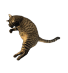ねこた〜ちpart3（個別スタンプ：4）