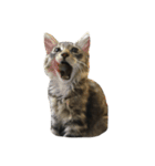 ねこた〜ちpart3（個別スタンプ：14）