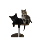 ねこた〜ちpart3（個別スタンプ：15）
