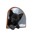 ねこた〜ちpart3（個別スタンプ：19）