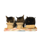 ねこた〜ちpart3（個別スタンプ：28）