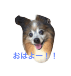 パピヨン1（個別スタンプ：2）