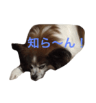 パピヨン1（個別スタンプ：5）