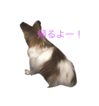 パピヨン1（個別スタンプ：9）