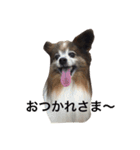 パピヨン1（個別スタンプ：10）