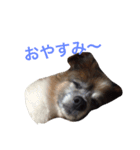 パピヨン1（個別スタンプ：16）
