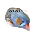 キンカチョウと鶏の毎日（個別スタンプ：2）
