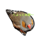 キンカチョウと鶏の毎日（個別スタンプ：8）